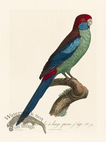 Barraband Parrot 079